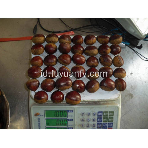 Ukuran chestnut segar yang bergizi